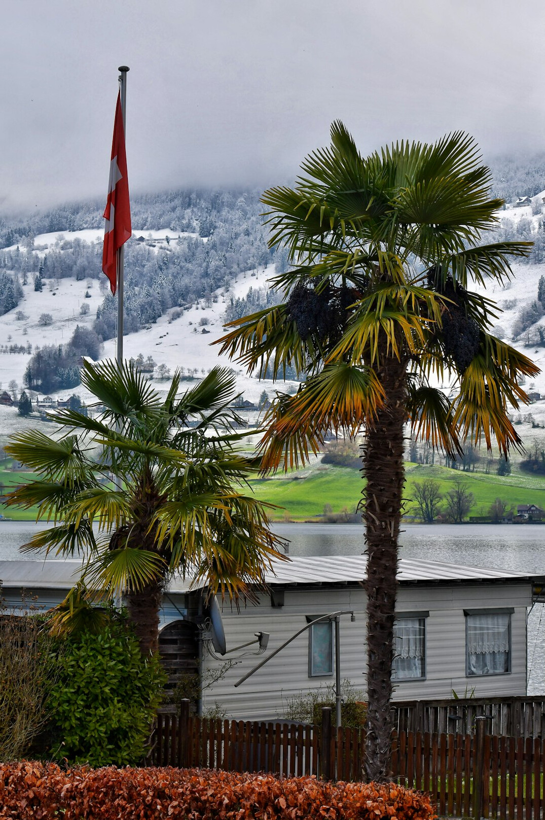 swiss flag green field